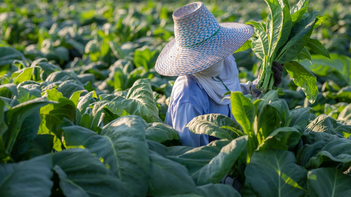 The Usefulness of Tobacco: A Comprehensive Overview